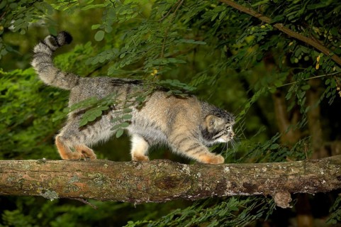 Pallas's cat (otocolobus manul) or Pallas' cat, adult walking on branch