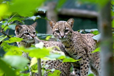 Geoffroy's Cat, oncifelis geoffroyi