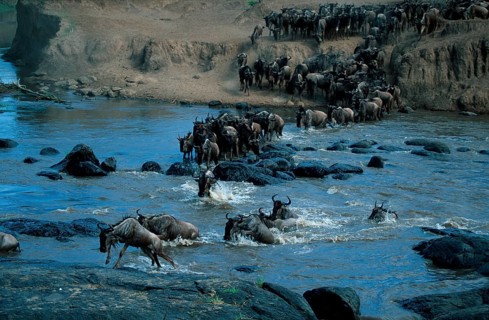 Wildebeest crossing Mara river, Serengeti national park, Tanzania (Connochaetes taurinus),