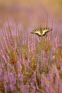 Swallowtail (Papilio machaon) in Heide, North Rhine-Westphalia, Germany, Europe