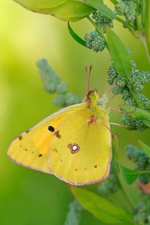 Clouded Yellow, North Rhine-Westphalia, Germany (Colias croceus)
