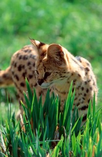 Serval (Felis serval)