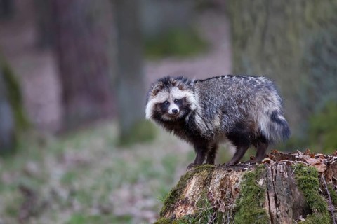 Marderhund, Nyctereutes procyonoides, common raccoon dog