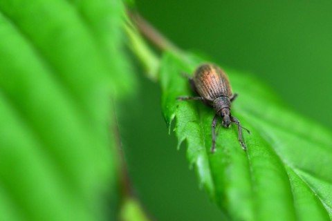 Two-coloured narrow-bellied weevil on a leaf.brown leaf weevil