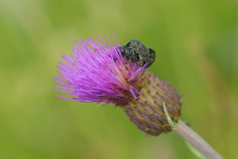 Beetle weevil of a flower in a meadow. Beetle weevil in a meadow knapweed