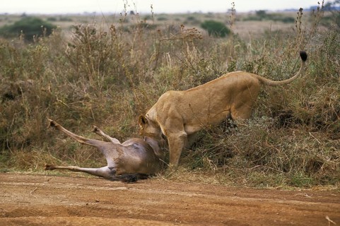 African Lion (panthera leo), Female with a Kill, a Wildebeest, Nairobi Park in Kenya
