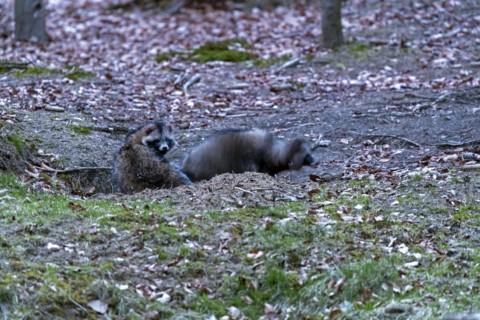 The old badger set has got new co-inhabitants, a pair of raccoon dogs (Nyctereutes procyonoides)