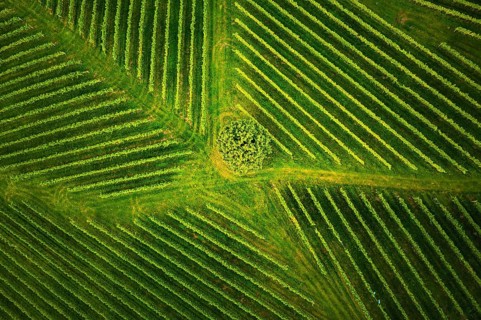 Aerial view at rows of grape vines vineyard South Styria, Austria. Tuscany like landscapes
