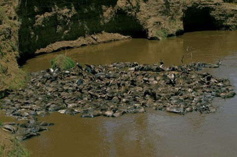 Blue Wildebeest (connochaetes taurinus), Herd killed during Mara River crossing, Masai Mara Park in