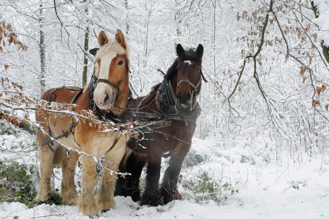 Belgian cold-blooded horses, Hülser Bruch, Krefeld, North Rhine-Westphalia, Holzrueckepferde,