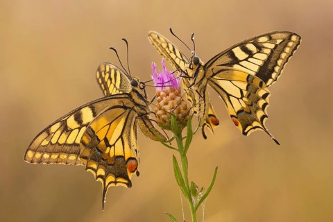 Swallowtail (Papilio machaon) North Rhine-Westphalia, Germany, Europe