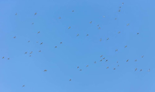 Bar-tailed godwits (Limosa lapponica) in flight over the Wadden Sea off Juist, East Frisian island,