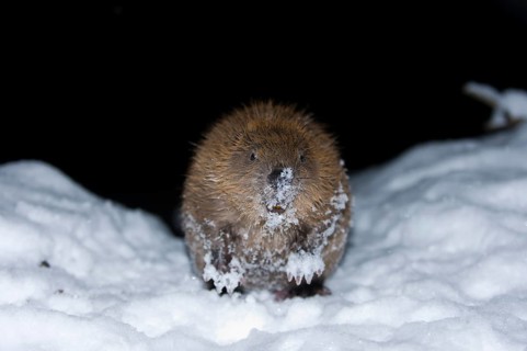 European beaver (Castor fiber), Rosenheim, Bavaria, Germany, Europe