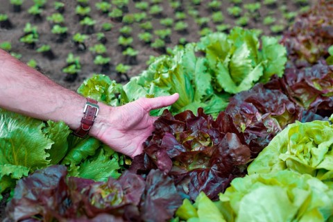 Organic farmer holds his lettuce in his hand