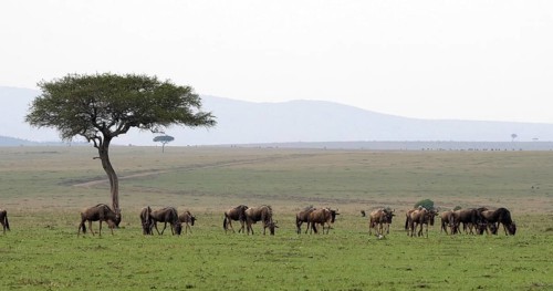 Blue Wildebeest (connochaetes taurinus), Herd during Migration, Masai Mara park in Kenya