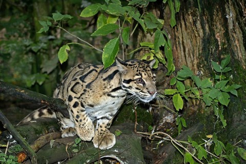 Clouded leopard (neofelis nebulosa), adult in tree