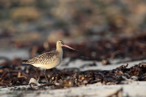 Bar-tailed Godwit (Limosa lapponica) on the beach of Helgoland