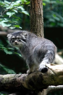 Manul or Pallas's Cat (otocolobus manul), Adult