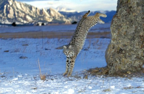 Bobcat (lynx rufus), Adult Jumping from Rock, Canada, North America