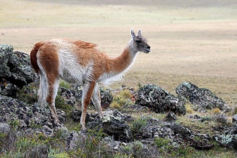 guanaco