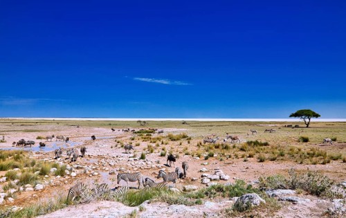 Landscape in Etosha National Park near the Etosha Pan Namibia