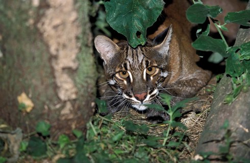 ASIAN GOLDEN CAT OR TEMMINK'S CAT catopuma temmincki, ADULT LAYING DOWN