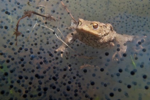 Common toad (Bufo bufo), underwater, spawn, Rhineland-Palatinate, Germany, Europe