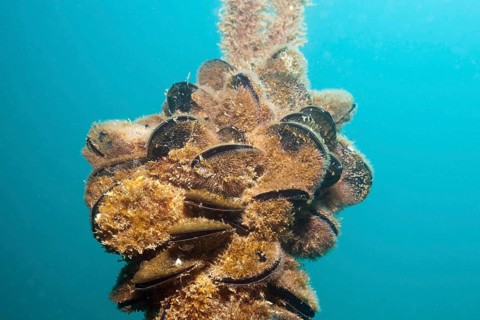 Common (Mytilus edulis) Mussels, Istria, Adriatic Sea, Croatia, Europe