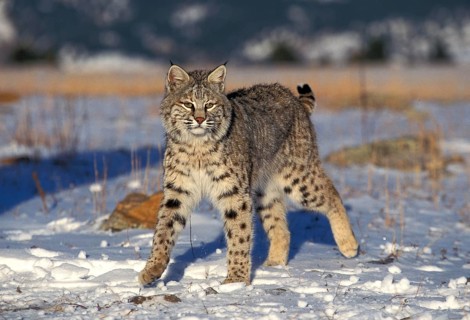 BOBCAT (lynx rufus), ADULT STANDING ON SNOW, CANADA