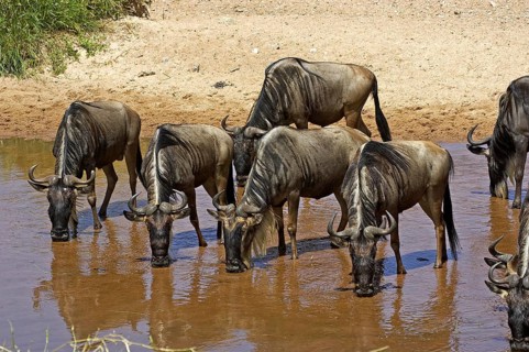 Blue Wildebeest (connochaetes taurinus), Herd drinking at Water Hole, Masai Mara Park in Kenya