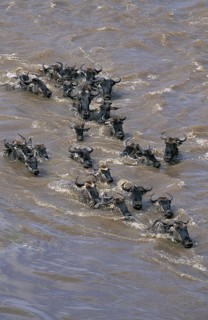 Blue Wildebeest (connochaetes taurinus), Herd crossing Mara River during Migration, Masai Mara Park