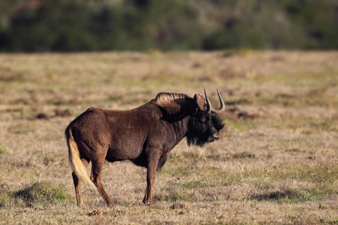 White-tailed gnu (Connochaetes gnou) in Amakhala Game Reserve, South Africa. White-tailed