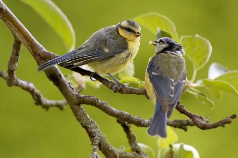 Blue tit feeds offspring