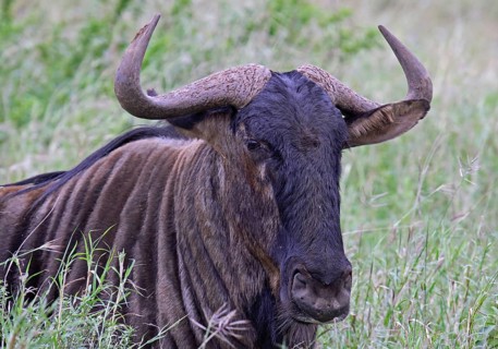Blue wildebeest (Connochaetes taurinus), S
