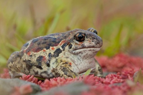 Common spadefoot (Pelobates fuscus) Rhineland-Palatinate, Germany, Europe