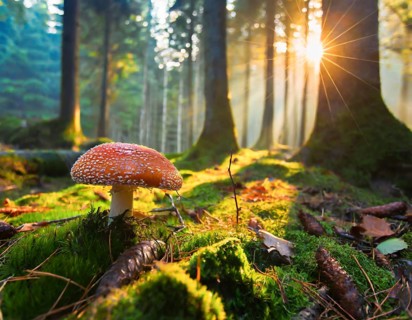 Fly agaric (Amanita muscaria) in a coniferous forest, on a moss-covered forest floor with backlight