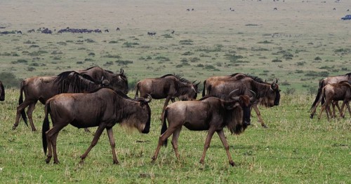 Blue Wildebeest (connochaetes taurinus), Herd during Migration, Masai Mara park in Kenya