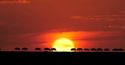 Blue Wildebeest (Connochaetes taurinus) at Sunset, Masai Mara Park in Kenya