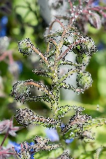 A swarm of flying ants gather on a floral plant