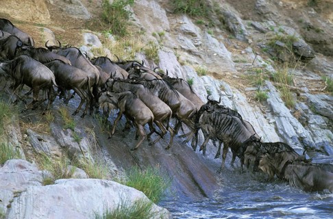 Blue Wildebeest (connochaetes taurinus), Herd crossing Mara River during Migration, Masai Mara park