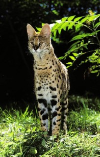 SERVAL (leptailurus serval), ADULT STANDING ON GRASS