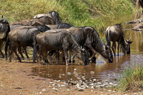 Blue Wildebeest (connochaetes taurinus), Herd migrating, Drinking at River, Masai Mara Park in