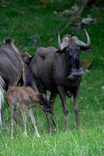 Black Wildebeest (connochaetes gnou), Female with Calf standing on Grass