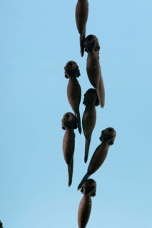 Common toad (Bufo bufo), tadpole, tadpole
