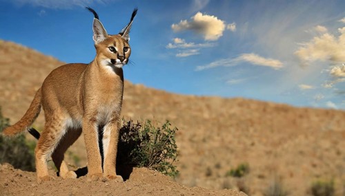 AI generated, animal, animals, mammal, mammals, biotope, habitat, a, individual, foraging,