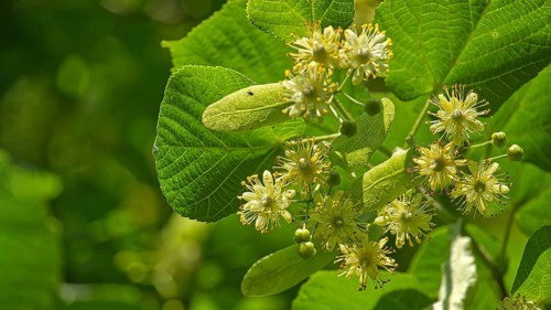Linden tree branch adorned with small yellow flowers and surrounded by large green leaves, linden