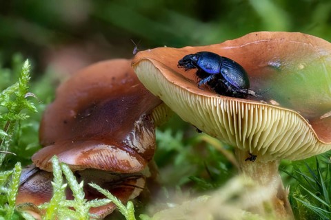 Close-up of a brown milk mushroom Lactarius between pine needles and moss with black beetle