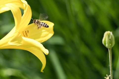 Honey bee collecting nectar in flight on a yellow lily flower. Busy insect. Dynamically moving