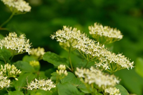 Flowering elderberry. Sambucus nigra in bloom, lots of small white flowers