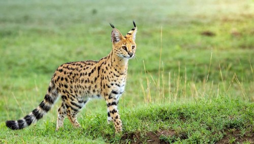 AI generated, animal, animals, mammal, mammals, biotope, habitat, one, individual, foraging,